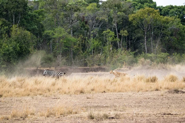 Löwin Jagt Zebra Flusspferdschwimmbecken Des Masai Mara Nationalparks Kenia Afrika — Stockfoto