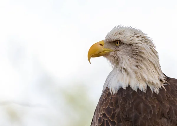 Kopf Des Schönen Amerikanischen Weißkopfseeadlers Natürlichem Lebensraum — Stockfoto