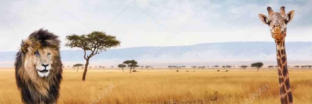 Lion and giraffe closeup over Kenya landscape, Africa 