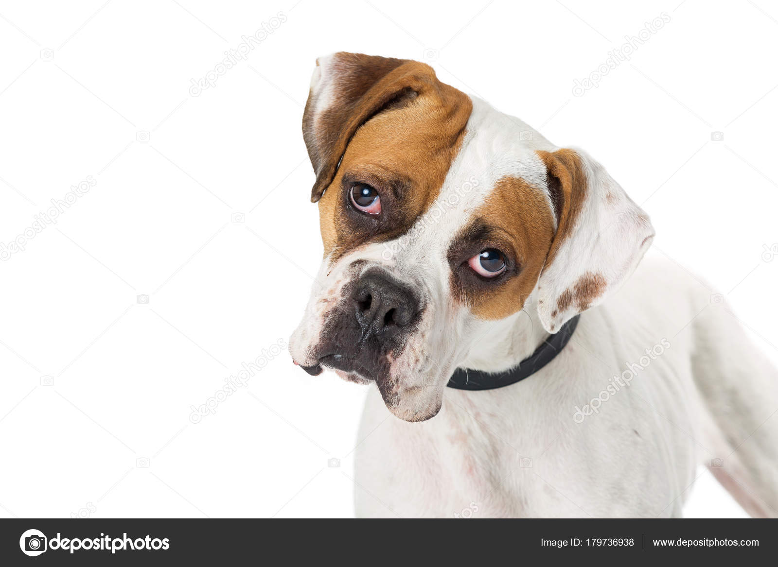 Focinho Muito Branco Marrom Cor Boxer Raça Cão Isolado Sobre fotos