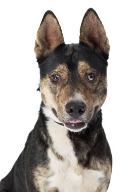 Beyaz arka plan üzerinde izole karışık doğurmak çoban köpeği 