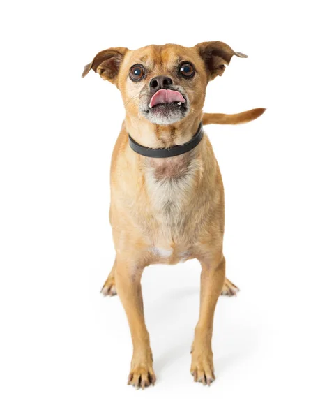 Aranyos Kis Chihuahua Kutya Elszigetelt Fehér Háttér Felett — Stock Fotó