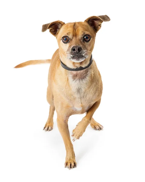 Schattige Kleine Chihuahua Hond Geïsoleerd Witte Achtergrond — Stockfoto