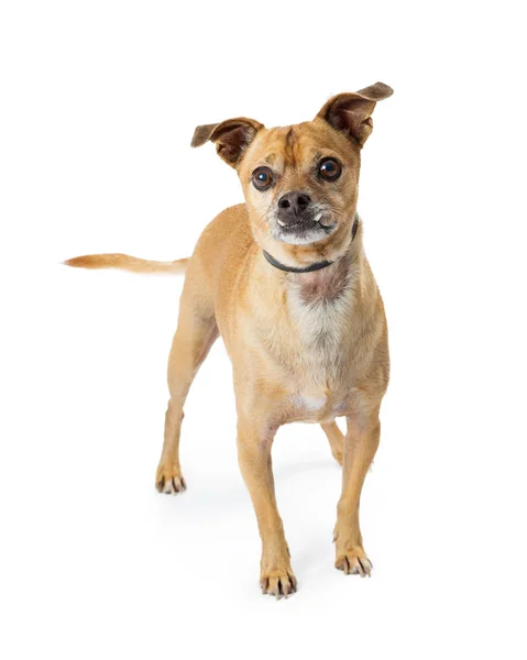 Beyaz Arka Plan Üzerinde Izole Şirin Küçük Chihuahua Köpek — Stok fotoğraf