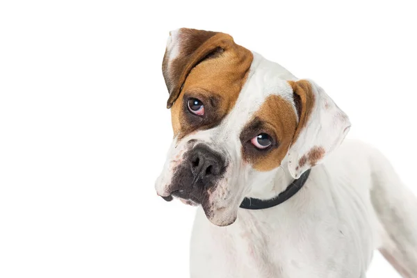 漂亮的白色和棕色的颜色拳击手犬的枪口 孤立的白色背景 — 图库照片