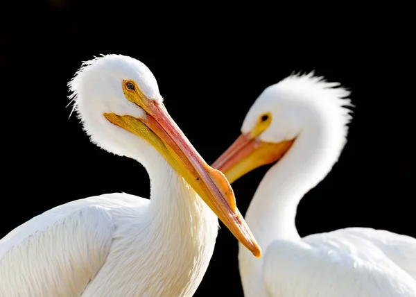 Two Beautiful White Pelicans Black Background — Stock Photo, Image
