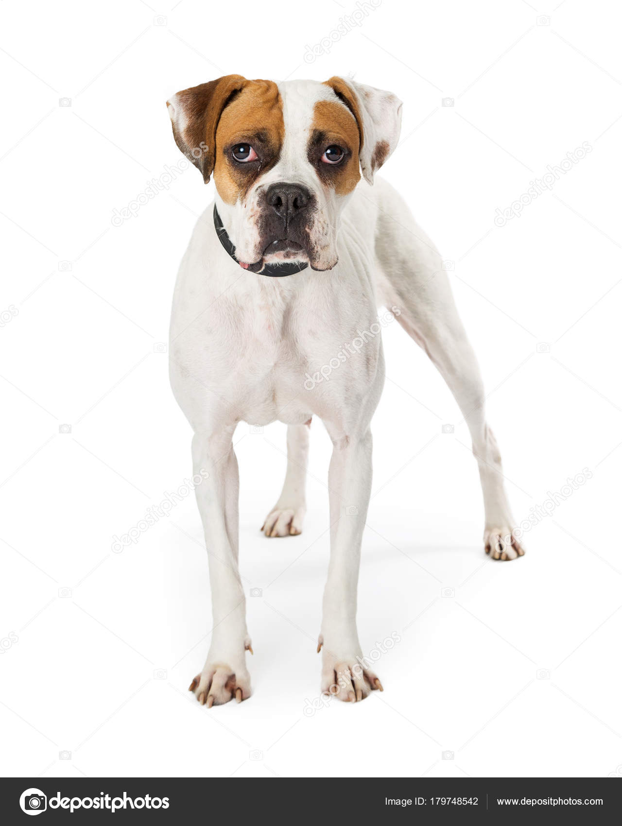 Bonita Raça Boxer Branco Cão Com Marcas Marrons Pretas Focinho
