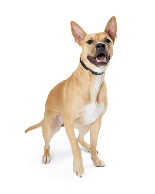 Beyaz arka plan üzerinde izole karışık doğurmak açık renk köpek 