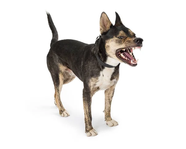 Σκύλος Δείχνει Δόντια Απομονώνονται Λευκό Φόντο — Φωτογραφία Αρχείου