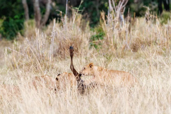 Giovane Leone Che Mangia Gnu Nell Erba Alta Kenya Africa — Foto Stock