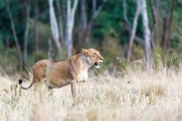 背の高い草 ケニア アフリカで美しい大人のライオン — ストック写真