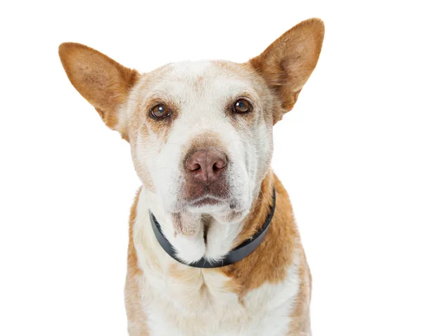 Perro Viejo Raza Perro Mixto Aislado Sobre Fondo Blanco — Foto de Stock