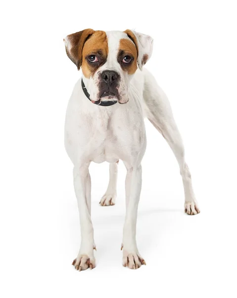 美丽的白色拳击手犬在枪口上有褐色和黑色的斑纹 在白色背景上被隔离 — 图库照片