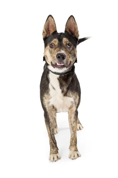 Cão Pastor Tamanho Médio Sobre Fundo Branco — Fotografia de Stock