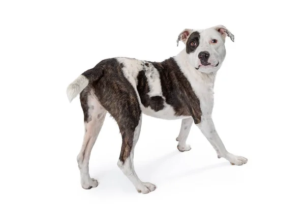 Cão Terrier Afastar Olhar Para Trás Isolado Branco — Fotografia de Stock