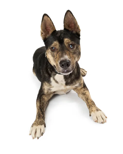 Mixed Shepherd Dog Lying White Background — Stock Photo, Image