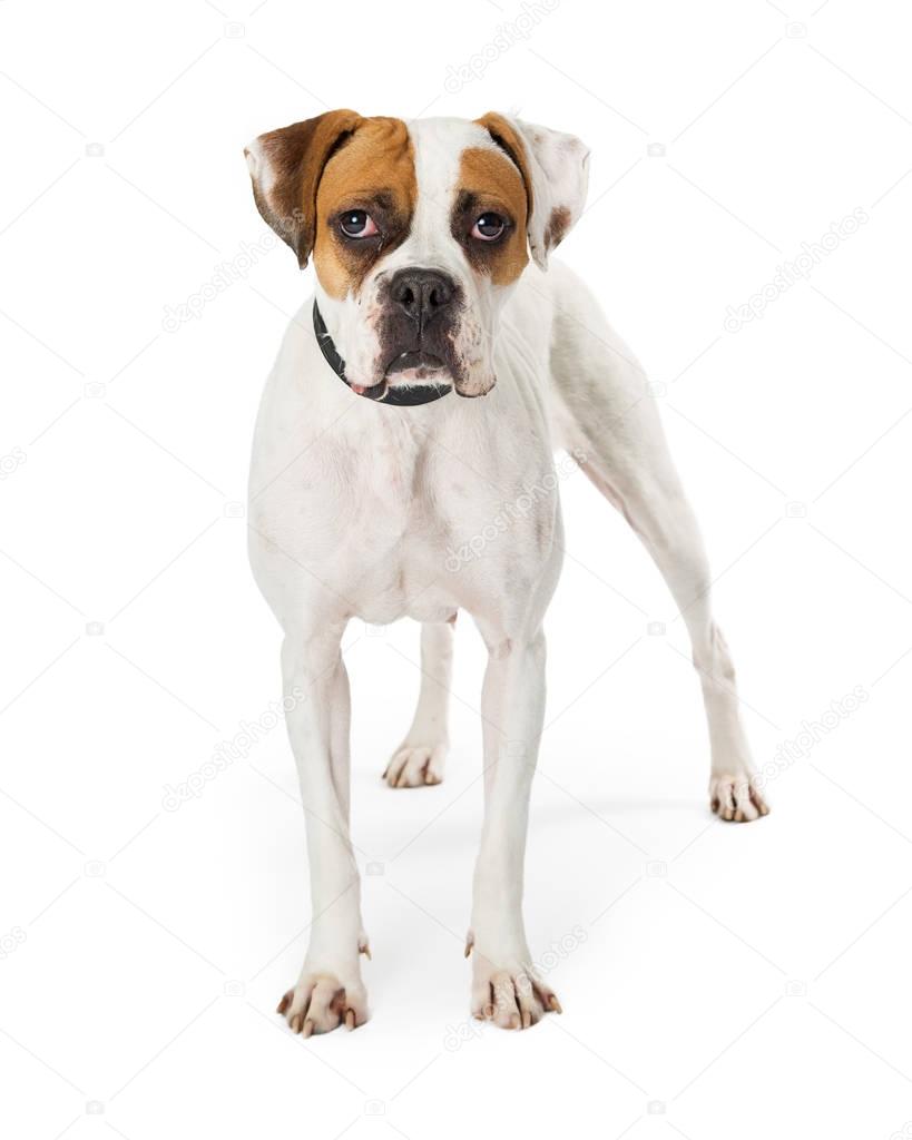 Beautiful White Boxer breed dog with brown and black markings on muzzle, isolated over white background 