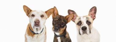 Kameraya bakarak üzgün yüz ifadeleri ile üç kurtarma köpekleriyle closeup. Web sitesi başlık sayfası veya sosyal medya üstbilgisi için boyutlu