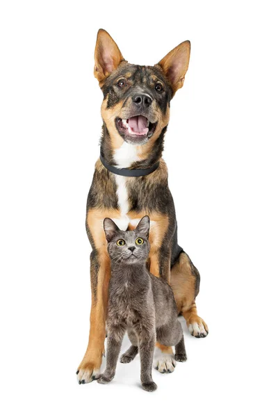 Glad Och Upprymd Blandras Vallhund Och Grå Färg Katt Sitter — Stockfoto