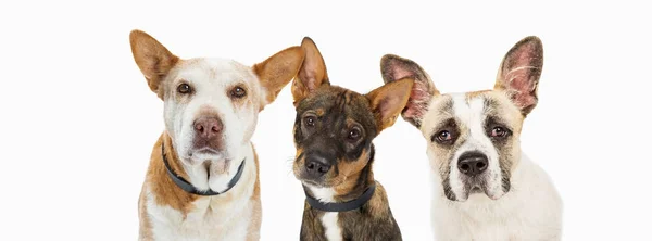 Primo Piano Tre Cani Salvataggio Con Tristi Espressioni Facciali Guardando — Foto Stock