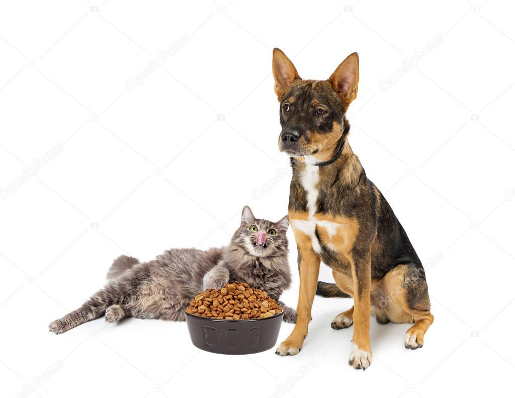 cat stealing food from dog's bowl. Isolated on white.