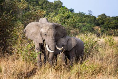 Anne ve bebek Afrika filler birlikte Kenya, Afrika'da Mara üçgenin otlak