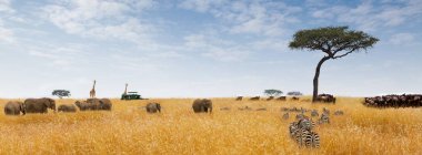 Uzun otların içinde vahşi hayvanlar ve oyun sürücü araç turist ile Afrika safari fantezi manzara. Web sitesi başlık sayfası veya sosyal medya üstbilgisi için boyutlu