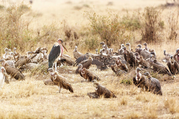 Large group of scavenger birds in grass of Kenya Africa