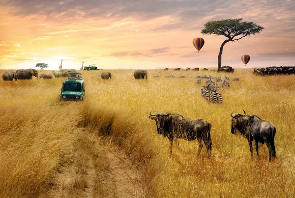 Cena Fantasia Sonhadora Safári Vida Selvagem Através Pastagens Quênia África — Fotografia de Stock