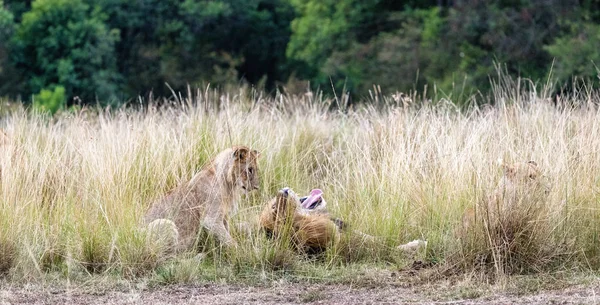 León Macho Acostado Kenia Hierba Africana Con Boca Abierta Mirando — Foto de Stock