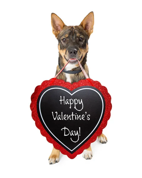 Cte Ovčák Kříženec Pes Nesoucí Happy Valentine Den Zprávy Tabuli — Stock fotografie