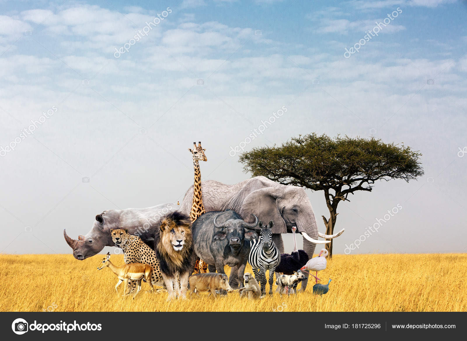 Large Group African Safari Animals Composited Together Open Grass Field Stock Photo by ©adogslifephoto 181725296 Large Group African Safari Animals Composited Together Open Grass Field Stock Photo by ©adogslifephoto 181725296