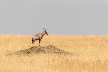Kenya, Afrika'da Mara üçgeninde bir çim alandaki bir kir Höyük üzerinde vahşi topi duran