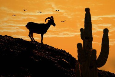 Silhouette of Desert Bighorn sheep and Saguaro cactus with birds flying at golden sunset clipart