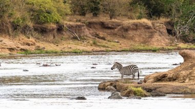Mara Rive Kenya, Afrika su aygırı ile bakan zebra