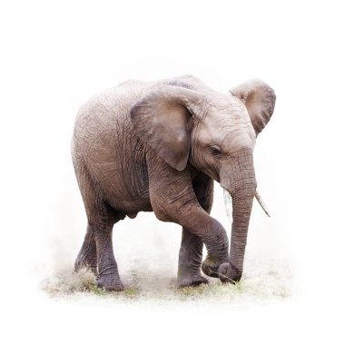 Afrika fili yürüyüş nasıl gitti? Beyaz kare ürün ile Isoalted.