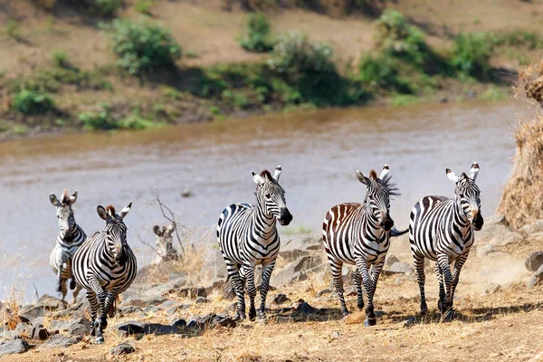 Manada Cebra Corriendo Hacia Adelante Orilla Del Río Mara — Foto de Stock