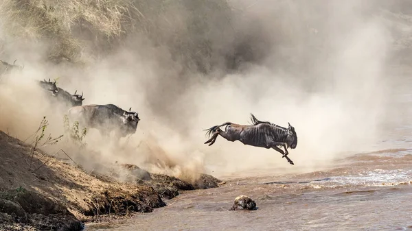 青ヌーは ケニアでマラ川 アフリカは移行期に跳躍 — ストック写真