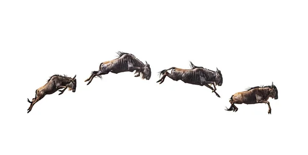 Series Four Wildebeest Leaping Mid Air Isolated White — Stock Photo, Image