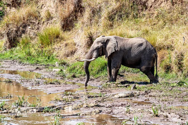Large African elephant drinking water from the Mara River in Kenya, Africa with crocodiles in the mud