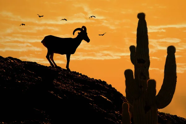 Silhueta Deserto Ovelha Bighorn Cacto Saguaro Com Pássaros Voando Pôr — Fotografia de Stock