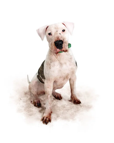 Funny Photo Bad Dog Muddy Paws Face Digging Dirty Floor — Stock Photo, Image