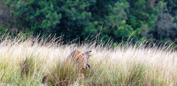 非洲狮躺在肯尼亚的高大的草丛中 非洲的嘴巴敞开打哈欠 — 图库照片