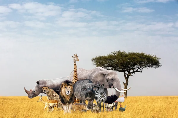 アフリカのケニアで開いた草フィールドで一緒に合成のアフリカのサファリ動物の大きいグループ — ストック写真