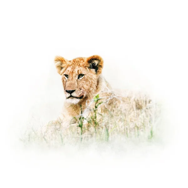 Cute Baby Lion Lying Tall Grass Africa — Stock Photo, Image