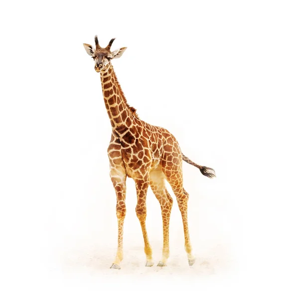 Baby Giraffe Geïsoleerd Wit Met Stof Vuil Vierkante Gewas — Stockfoto