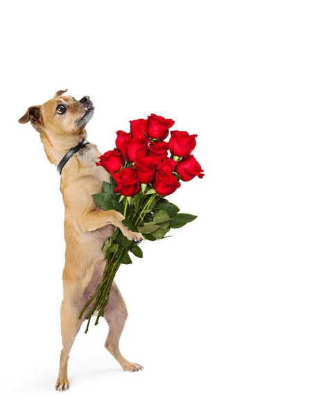 Ładny Piesek Chihuahua Stojąc Tylnych Nogach Trzyma Bukiet Róż Kilkanaście — Zdjęcie stockowe