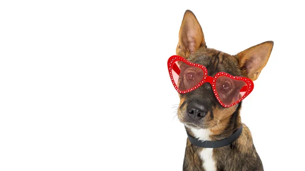 Nahaufnahme Foto Von Niedlichen Hund Mit Herzförmigen Valentinstag Sonnenbrille Website — Stockfoto