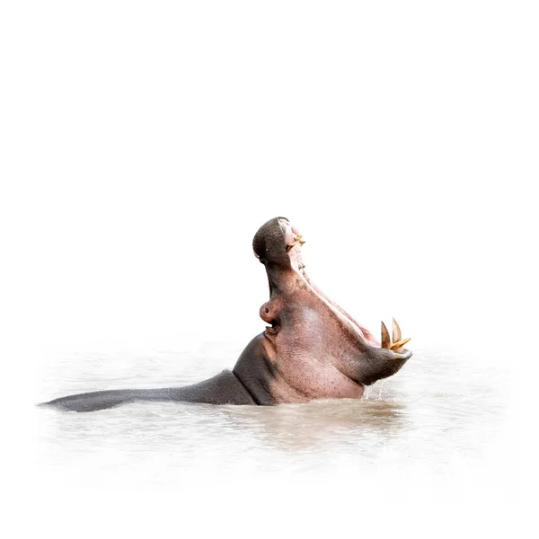 African Hippopotamus Water Mouth Wide Open Isolated White Copy Space — Stock Photo, Image