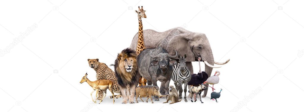 Group of African safari animals together on white header with room for text on both sides — Stock Image Group African Safari Animals Together White Header Room Text Both Royalty Free Stock Photos